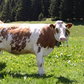 Alpine pasture farm Selstali