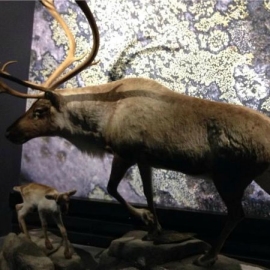 The Hardangervidda Nasjonal Parksentre